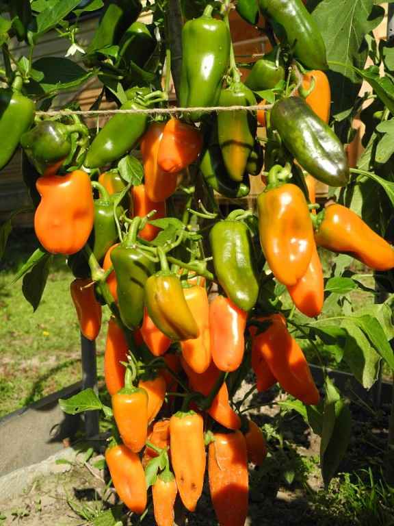 Перец Апельсин: описание сорта, фото, отзывы, урожайность