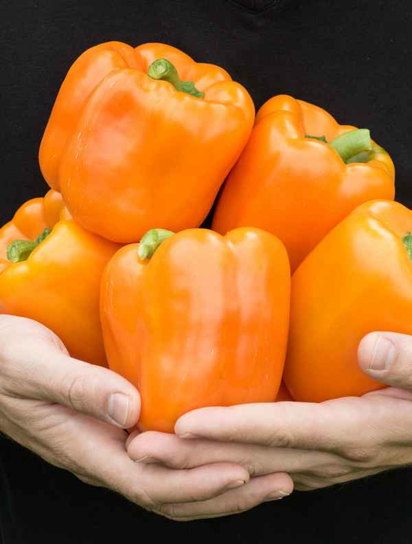 Перец Аллар F1: описание сорта, отзывы, фото, урожайность,