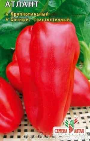 Перец Атлантик F1: отзывы, фото, урожайность, описание сорта