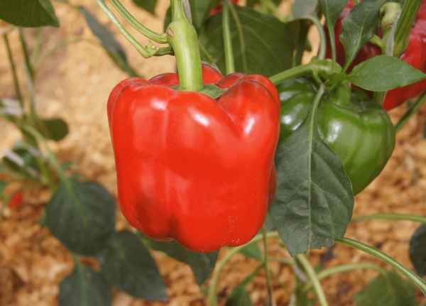 Перец Аристотель F1: хаpaктеристика и описание сорта, отзывы