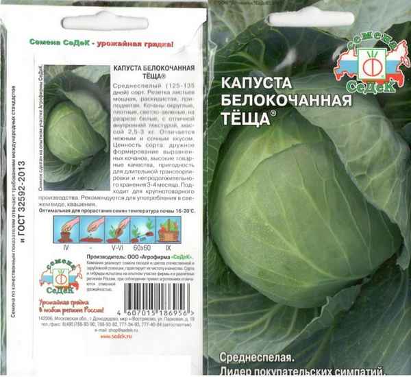 Капуста Теща: описание сорта, отзывы, хаpaктеристика и фото