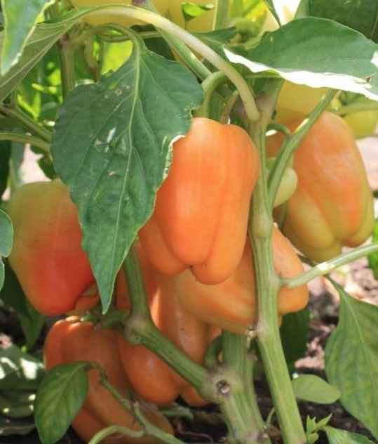 Перец Ведрана F1: хаpaктеристика и описание сорта, отзывы, фото