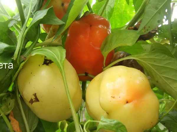 Перец Бонета: отзывы, фото, урожайность, описание сорта