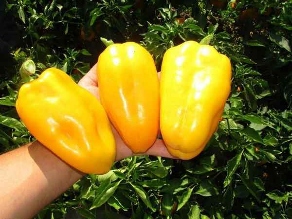 Перец Гладиатор: описание сорта, фото, отзывы и урожайность