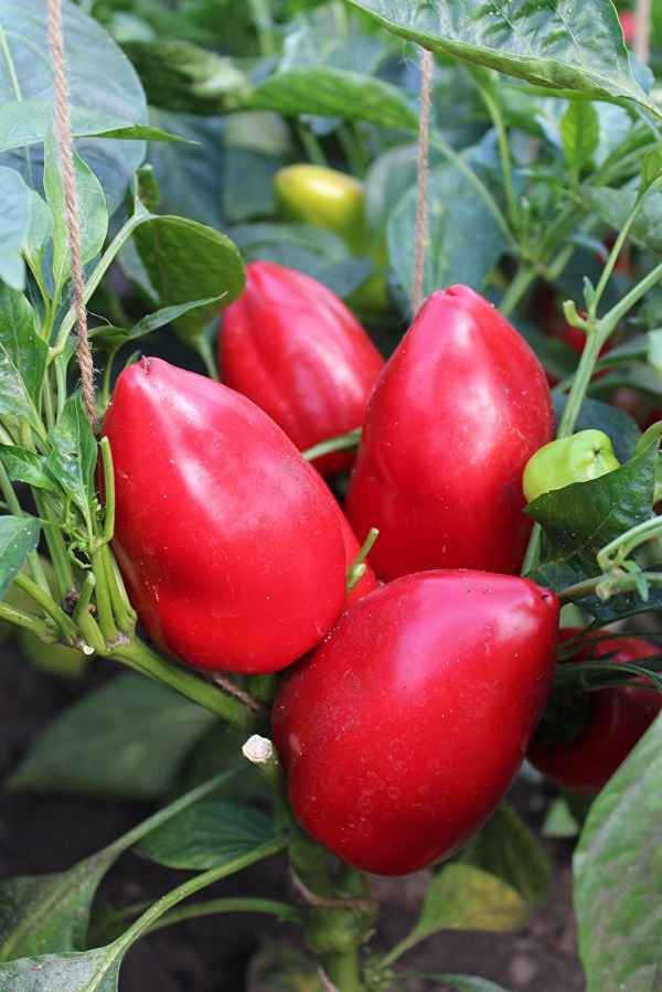 Перец Египетская сила: отзывы описание, сорта, фото, урожайность