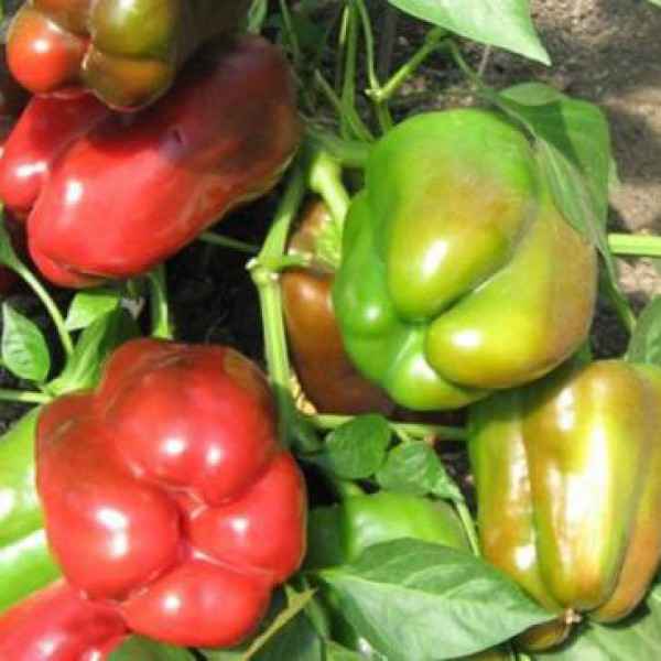 Перец Кубышка: описание сорта, фото, отзывы, урожайность