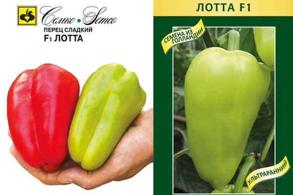 Перец Лотта F1: отзывы, фото, урожайность, хаpaктеристика сорта