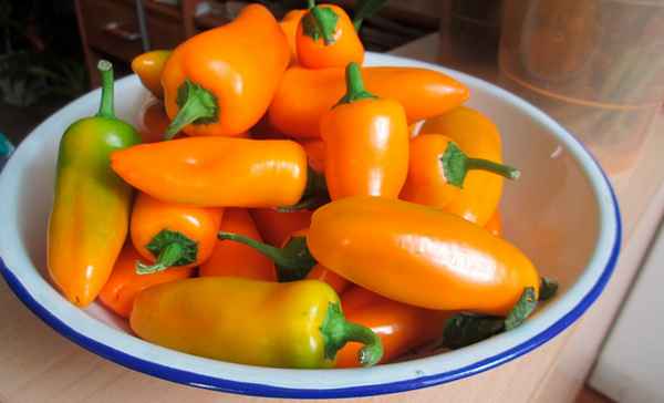 Перец Лисичка F1: описание и хаpaктеристика сорта, отзывы, фото