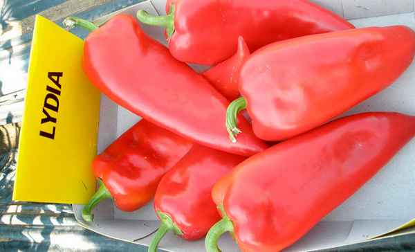 Перец Лидия: описание сорта, отзывы, фото и урожайность