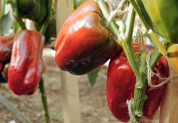 Перец Ливадия F1: отзывы, фото, урожайность, описание сорта