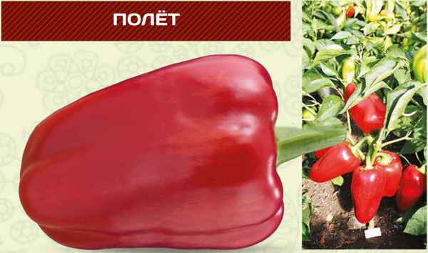 Перец Полет: хаpaктеристика и описание сорта, отзывы, фото