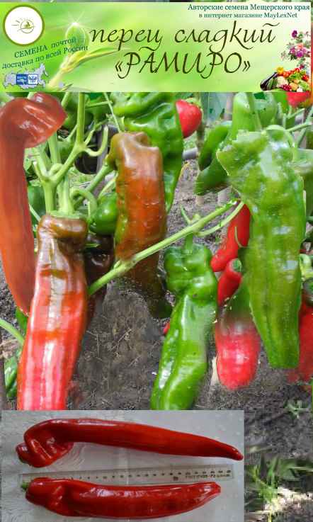 Перец Рамиро: описание сорта, отзывы, фото и урожайность