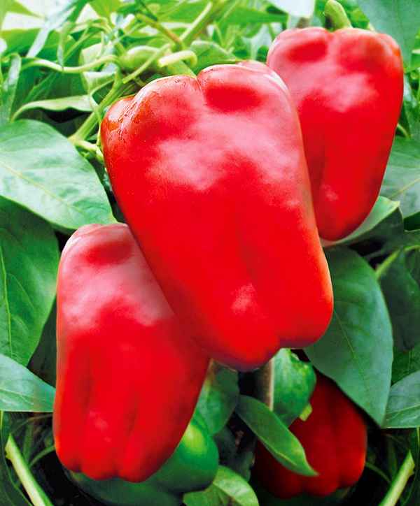 Перец Эскимо F1: описание сорта, фото, отзывы, урожайность