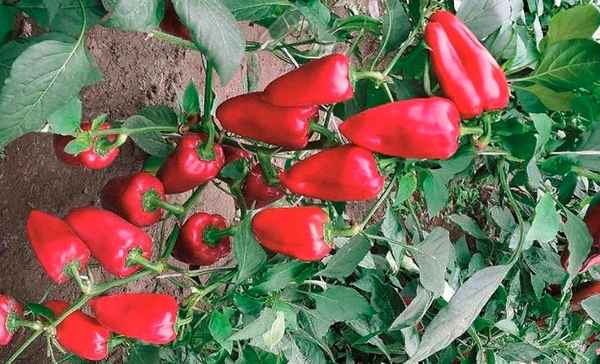 Перец Чудо дерево: отзывы, фото, урожайность, описание сорта