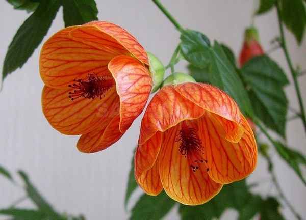 Абутилон - комнатный клен: уход в домашних условиях