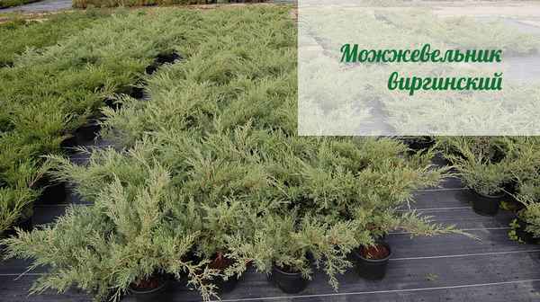 Можжевельник виргинский - фото и описание, посадка и уход
