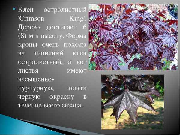 Клен остролистный: фото и описание дерева, размножение