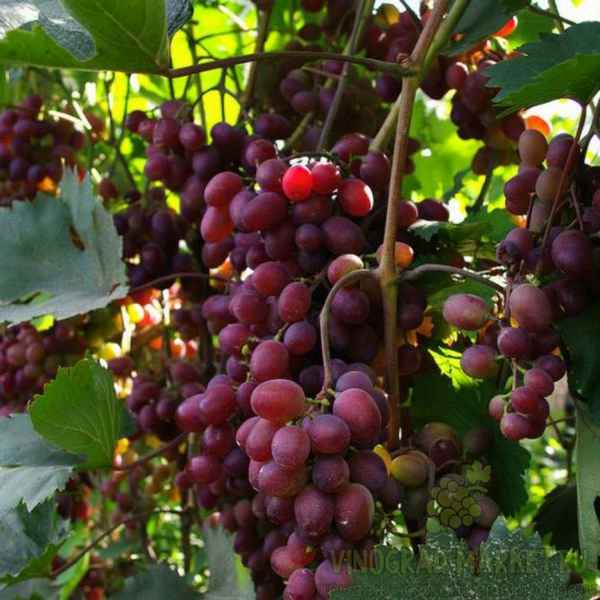 Виноград Виктория: описание сорта, фото, отзывы, видео