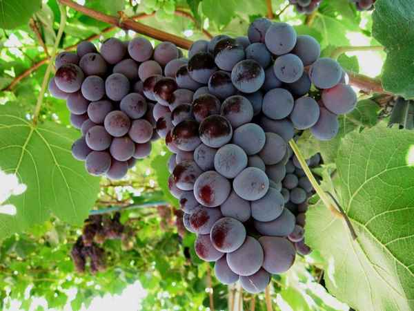 Виноград Кардинал: описание сорта, фото, отзывы, видео