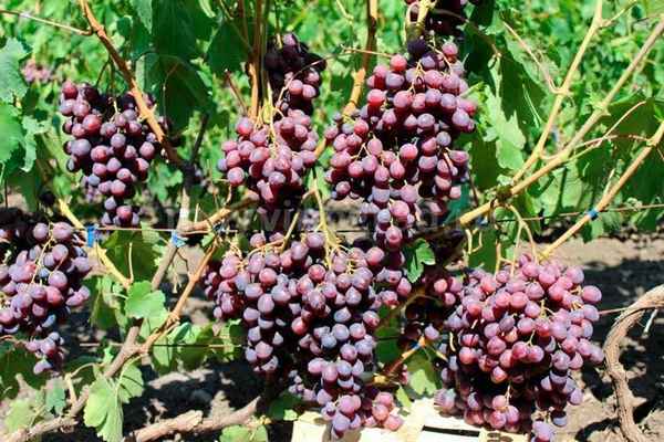 Виноград Памяти учителя: описание сорта, фото, отзывы, видео