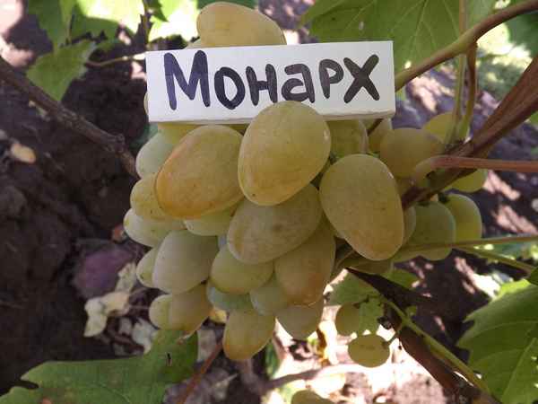 Виноград Монарх: описание сорта, фото, отзывы, видео