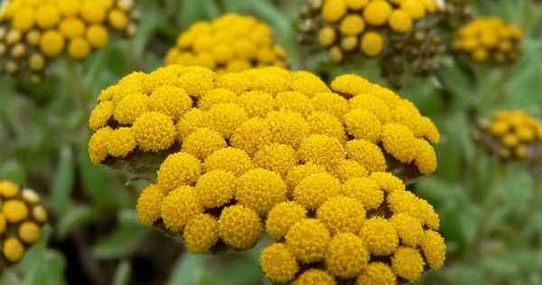 Бесcмepтник трава - лечебные свойства и противопоказания