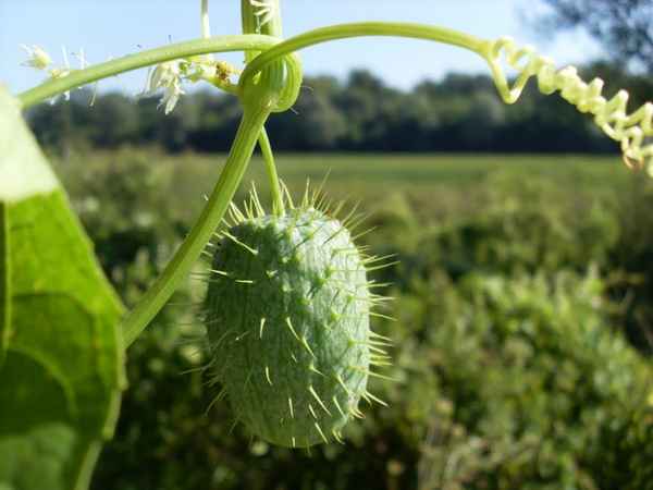 Бешеный огурец: что это такое, фото, польза, стоит ли выращивать