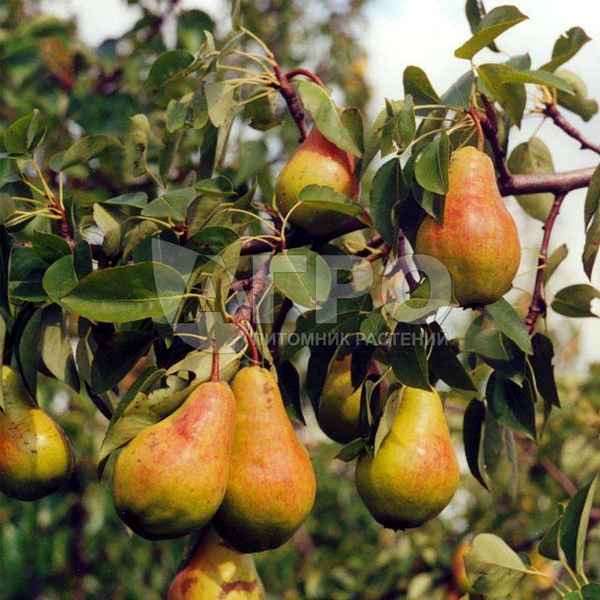 Груша Велеса: описание сорта, фото, отзывы, видео