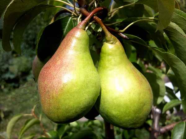 Груша Вильямс: описание сорта, фото, отзывы, видео