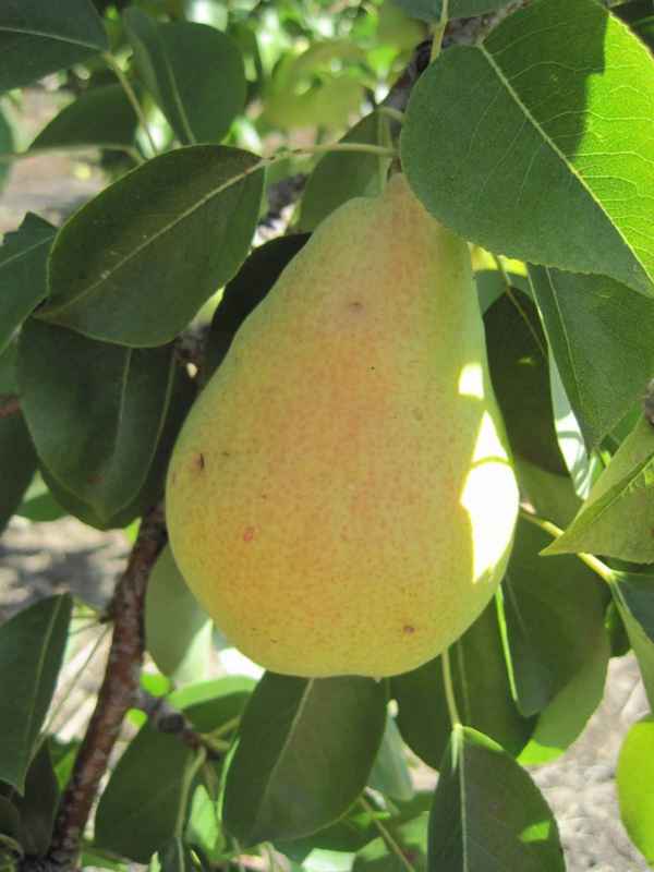 Груша Дюшес: описание сорта, фото, отзывы, видео