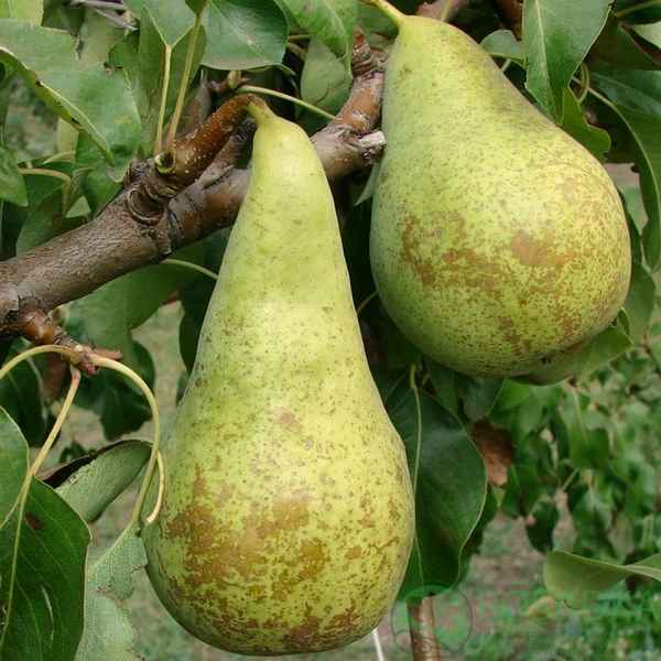 Груша Конференция: описание сорта, фото, отзывы, видео