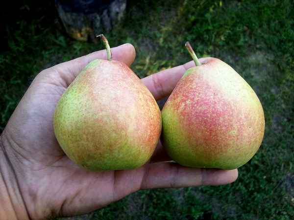 Груша Мраморная: описание сорта, фото, отзывы, видео