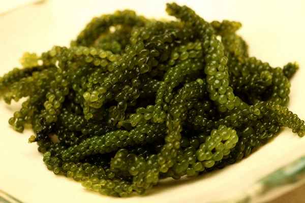 Морской виноград (водоросли): полезные свойства, рецепты