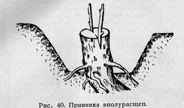 Прививка винограда: сроки, время, видео и пошаговая инструкция для новичков