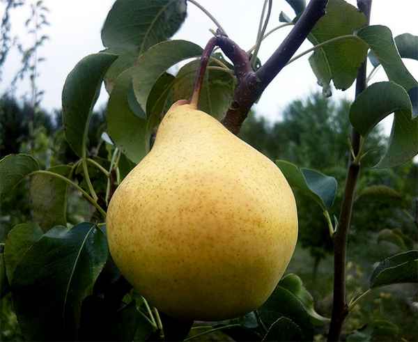 Груша Просто Мария: описание сорта, фото, отзывы, видео