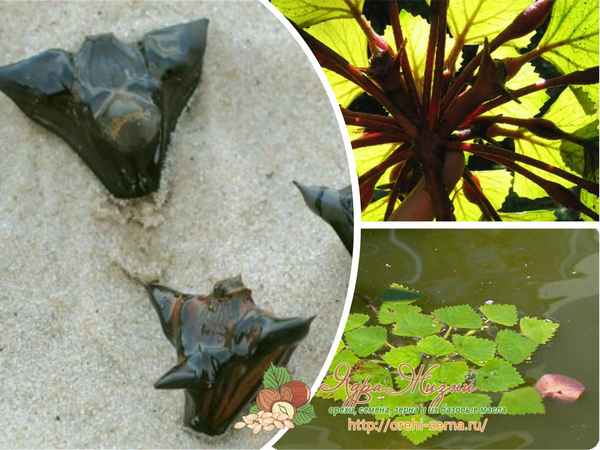 Водяной орех чилим: фото и описание, польза и вред