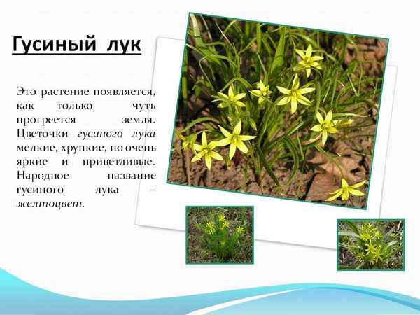 Гусиный лук: описание растения, виды, полезные свойства и применение