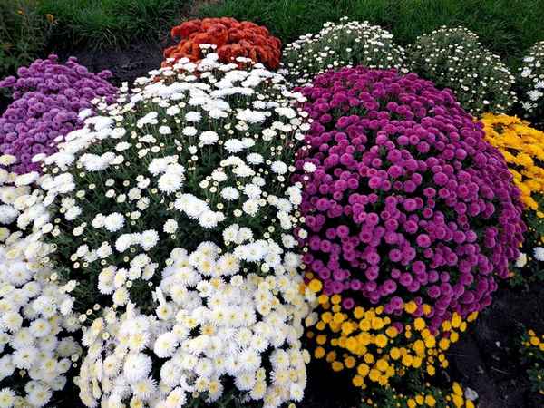 Кустовые хризантемы – фото и названия сортов, посадка и уход за многолетними цветами