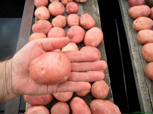 Картофель Любава: хаpaктеристика сорта, отзывы, вкусовые качества