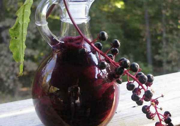 Настойка из черноплодной рябины на водке, самогоне или спирте