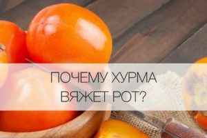 Почему хурма вяжет рот, что делать, как убрать вязкость
