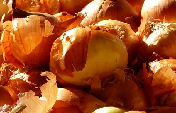 Луковая шелуха для огорода или сада: применение