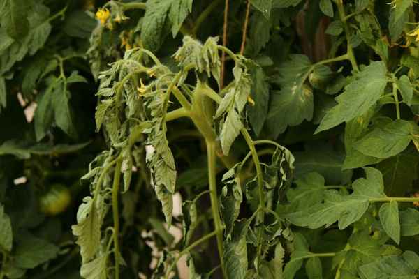 Почему вянут помидоры в теплице и что делать?