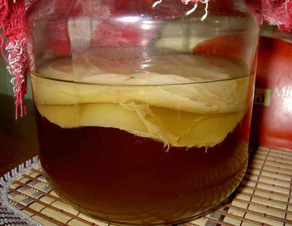 Чайный гриб - полезные свойства и противопоказания, как ухаживать и употрeбллять, как вырастить с нуля