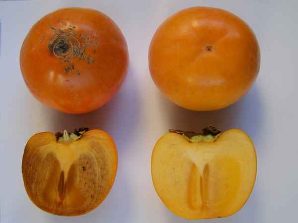 Хурма и королек: фото, в чем разница