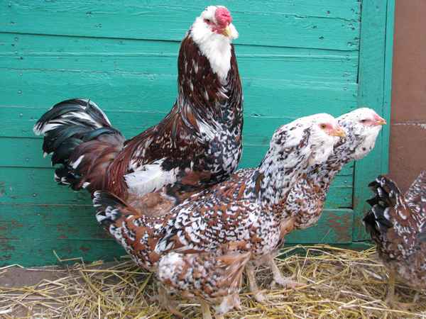 Орловская порода кур: фото, описание, отзывы и хаpaктеристики
