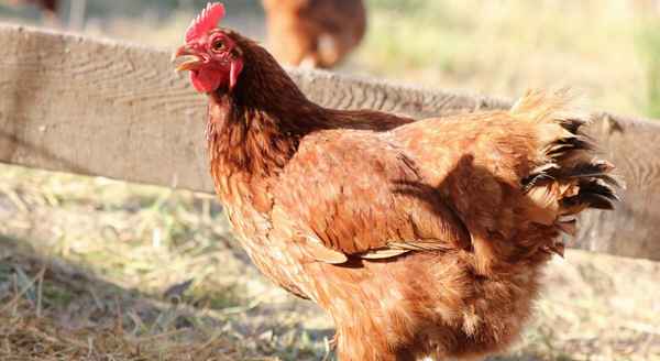 Куры родонит: фото и описание породы, отзывы, хаpaктеристики несушек