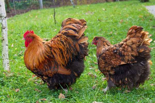 Куры орпингтон: описание породы, фото, отзывы