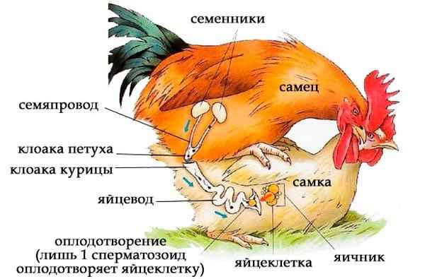 Как пeтyx оплодотворяет курицу: схема размножения кур