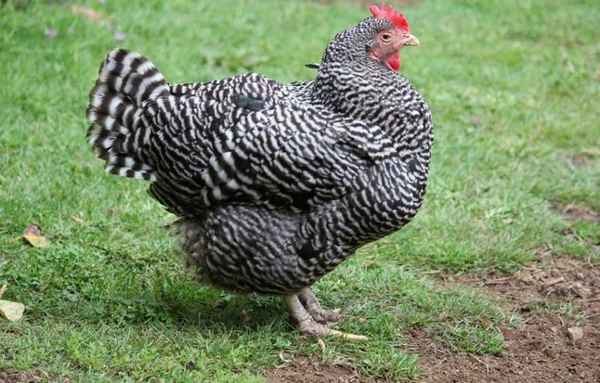 Плимутрок порода кур: описание, фото, отзывы